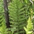 Stand of erect pinnate fern fronds.