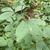 Leaves (Macon Co. NC in July)