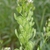 Flowers and seed pods