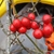 The only red fruited Smilax in North Carolina - close up. Winter