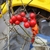 The only red fruited Smilax in North Carolina.  Winter, Craven C