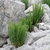 Tufts of ferns growing among rocks