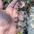 Stem, Thorns & Leaves in July