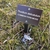 Fern-like moss covering the ground and sign identifying the moss