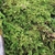 Fern-like moss covering the ground.