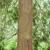 Bark