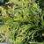 Thuja