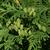 Thuja