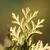 Thuja