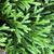 Thuja occidentalis