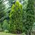Thuja occidentalis 'Sunkist'