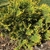 Thuja occidentalis 'Sunkist' Full Form (Davidson CountyNC)-April