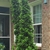 Tall, fastigiate conifer.