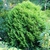 Thuja occidentalis 'Hetz's Midget'