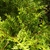 Thuja occidentalis 'Rheingold'