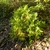Thuja occidentalis 'Rheingold'