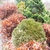 Thuja occidentalis 'Hetz's Midget'