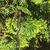 'Emerald' closeup (with Black Racer), spring, Durham County NC