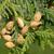 Thuja occidentalis