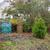 Thuja occidentalis