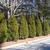 Thuja occidentalis