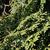 Foliage