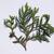 Thuja occidentalis