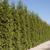 Hedge