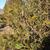 Thuja x Green Giant