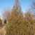 Thuja x Green Giant