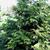 Thujopsis dolabrata