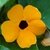 Flower detail