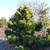 Pinus thunbergii 'Thunderhead'