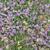 Thyme_(Thymus_vulgaris) flowers