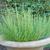 Thyme in a container