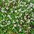 Thyme ssp. groundcover in summer in Moore County