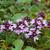 Thymus praecox