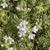 Thymus praecox