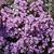 Thymus praecox