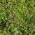 Thymus serpyllum