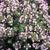 Thymus vulgaris