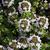 Thymus vulgaris