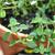 Thymus vulgaris