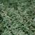 Thymus vulgaris