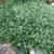 Small compact plant with small, white-edged leaves.