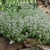 Compact plant covered with tiny, pinkish flowers