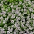 Form in bloom