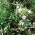 Flowers, stems, leaves