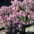 Thymus leucotrichus