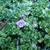 Thymus praecox
